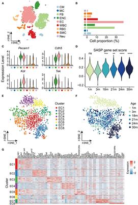 Single-Cell Analysis Reveals Transcriptomic Reprogramming in Aging Cardiovascular Endothelial Cells